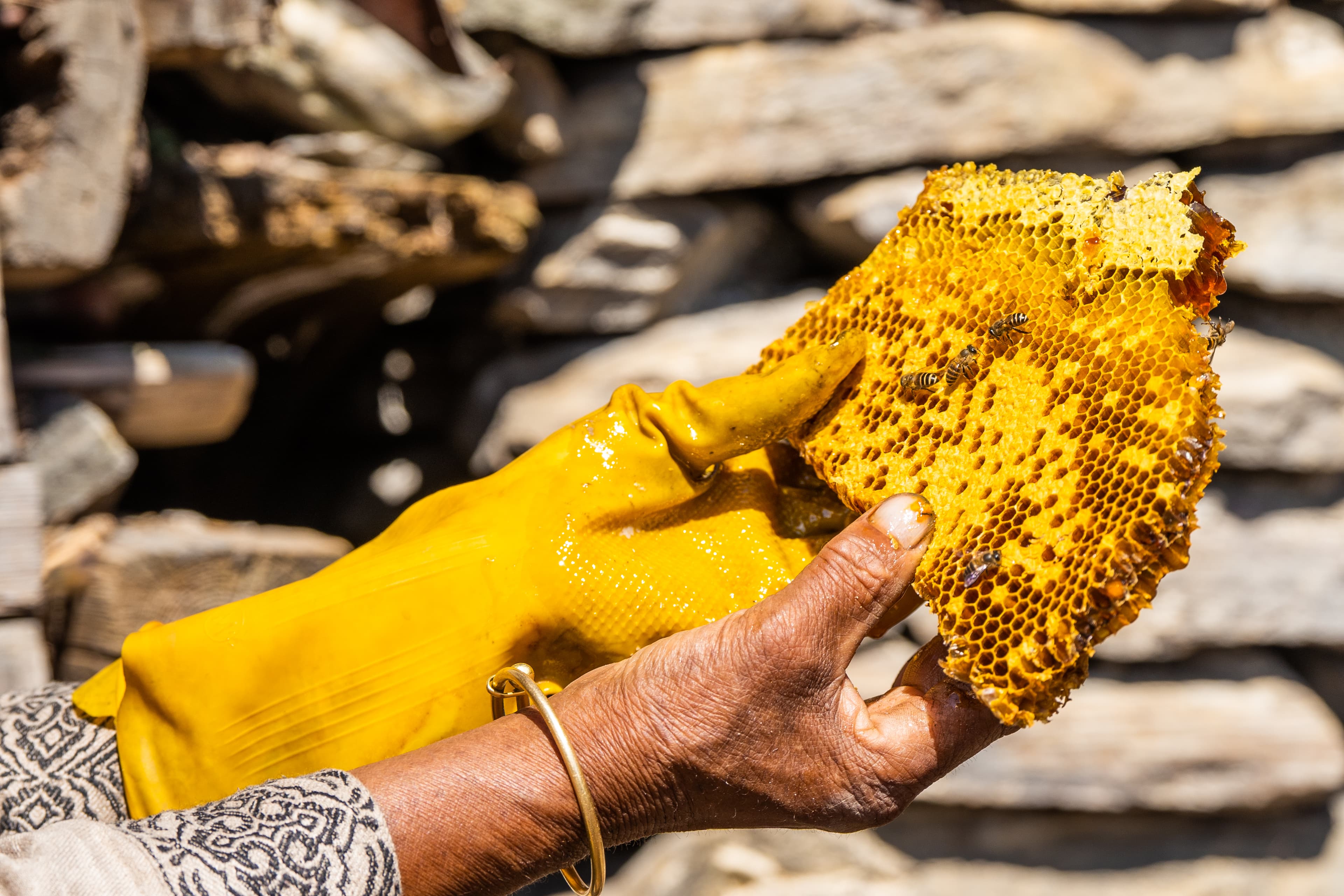 The harvested comb, thick with bees and honey