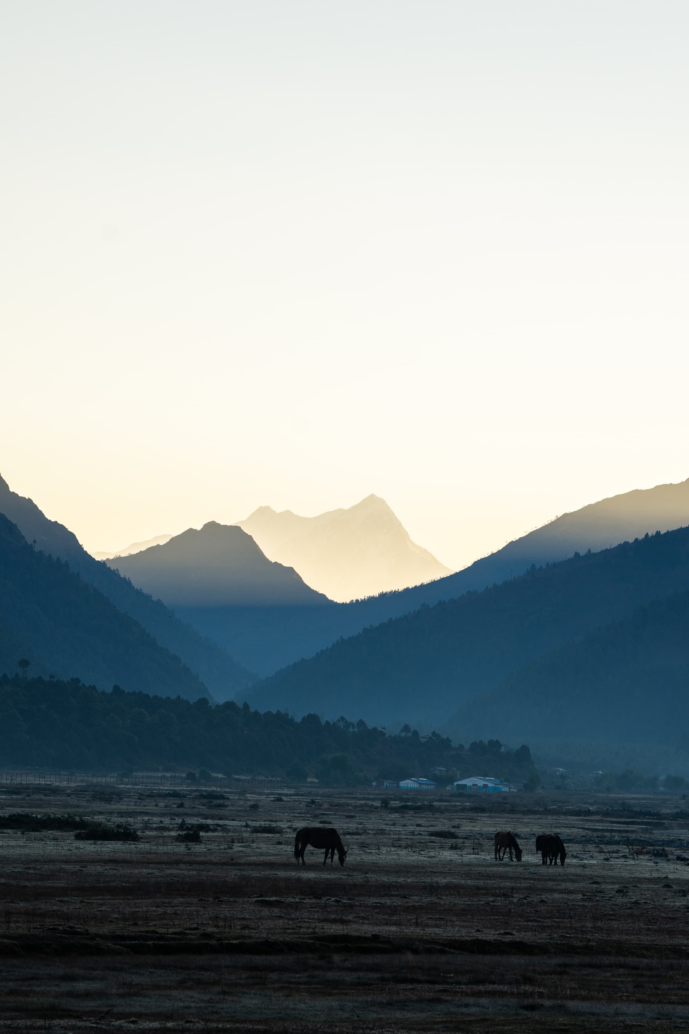 Grazing beneath a fading sky